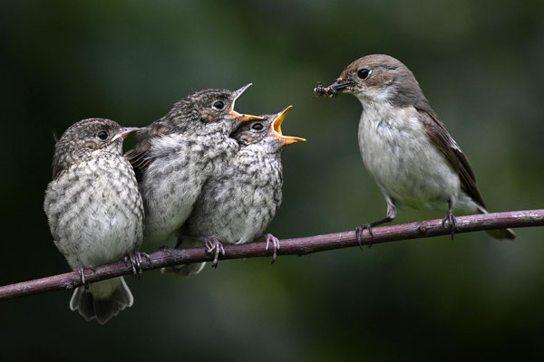 Trauerschnäpper, NI 06/24. Unermüdlich hat ausschließlich das Weibchen die Jungen mit Insekten gefüttert.