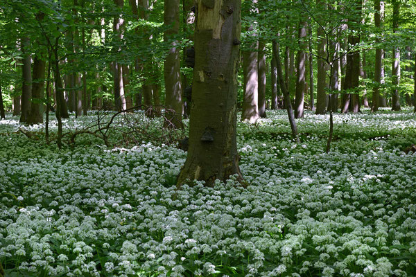 Hainich