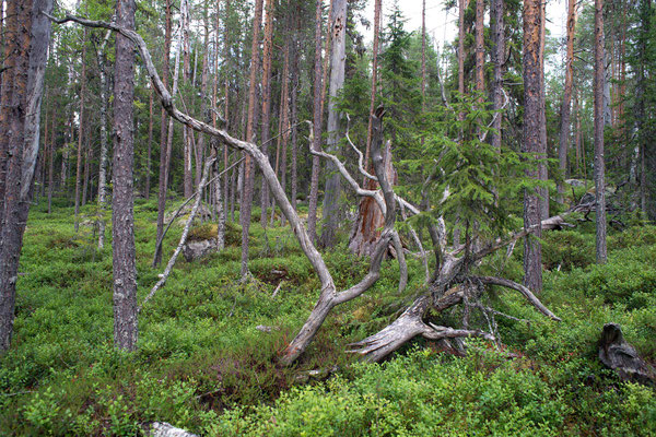 Hamra Nationalpark