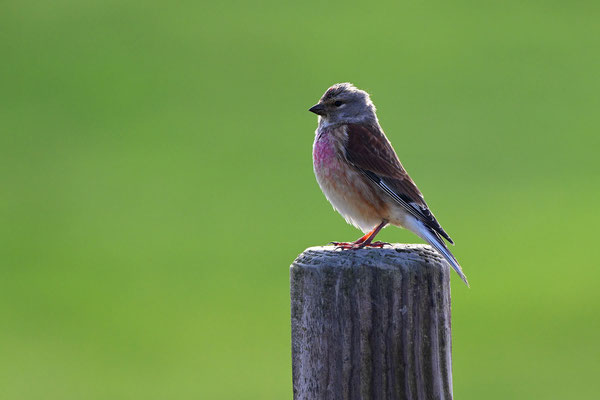 Bluthänfling Männchen, NI 04/25
