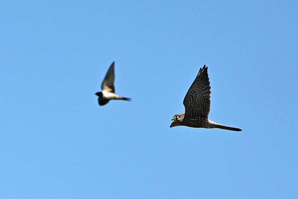 Turmfalke und Rauchschwalbe im Synchronflug, NI 07/24