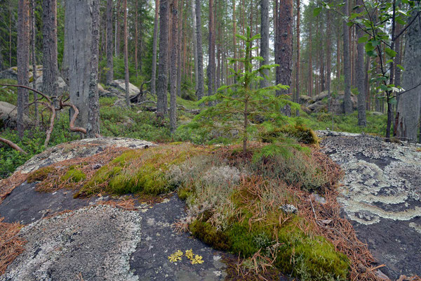 Hamra Nationalpark
