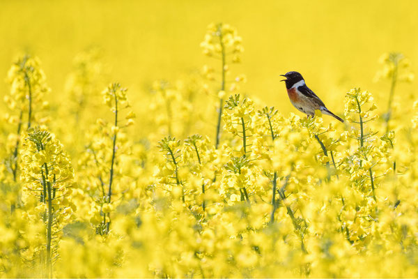 Schwarzkehlchen-Männchen im Raps, NI 04/26