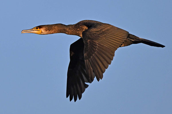 Kormoran, BB 09/24