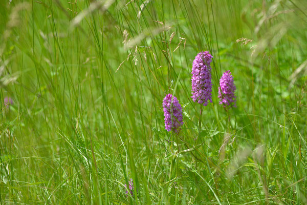 Unbekanntes Knabenkraut - Orchidee