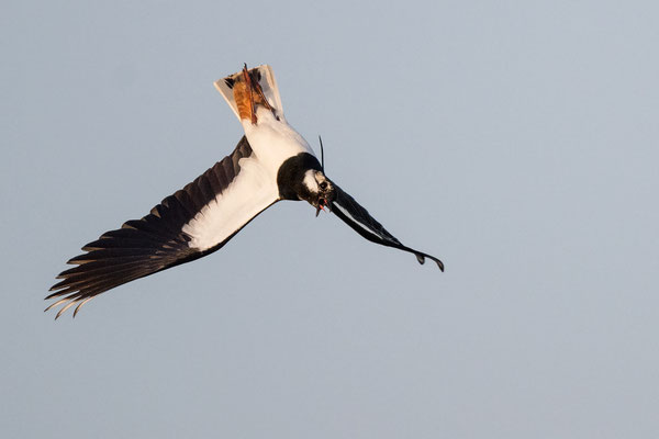 Flug in Rückenlage! Kiebitz Männchen, NI 03/26