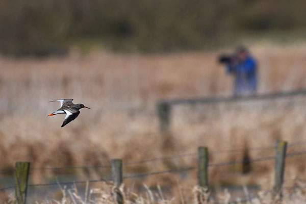 Rotschenkel und Tierfotograf, NI 03/25