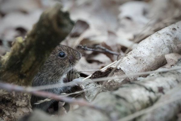 Rötel- oder Waldmaus? NW 04/26