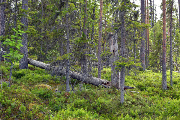 Hamra Nationalpark