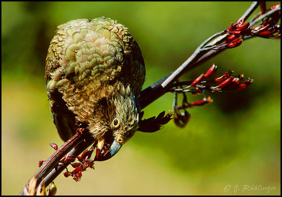 Kea