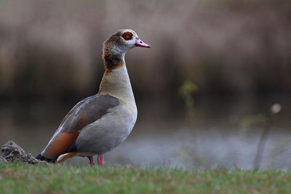 Nilgans Männchen, NI 03/25