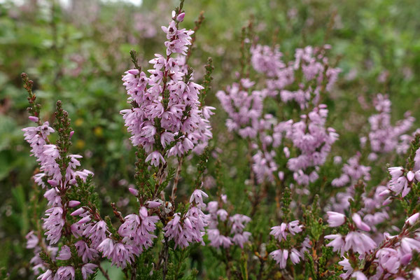 (A) Hamra Nationalpark
