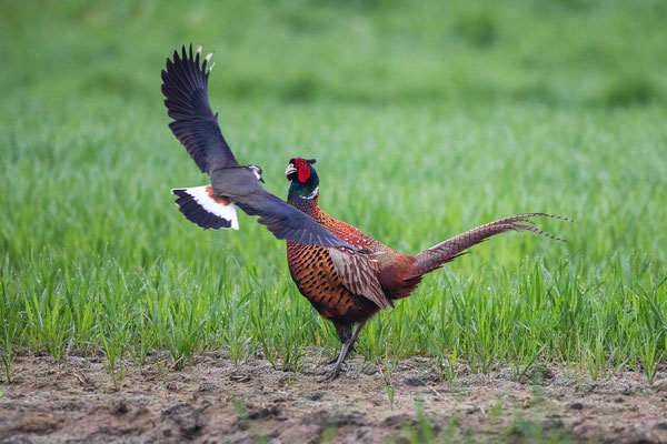 Ein von Jägern nur zum Abknallen gezüchtetes und dann ausgesetztes Jagdfasanen-Männchen kam einem Kiebitznest zu nahe. Das wachsame Kiebitz-Männchen erledigte seinen Job und vertrieb den Eindringling. NW 04/26