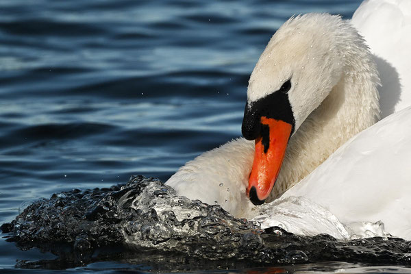 Höckerschwan, BB 09/24