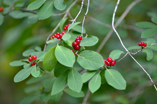 Garphyttans Nationalpark