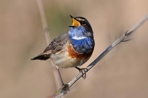 Weißsterniges Blaukehlchen Männchen, NI 04/25
