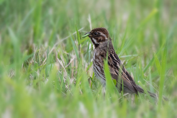 Rohrammer Weibchen, NI 05/24