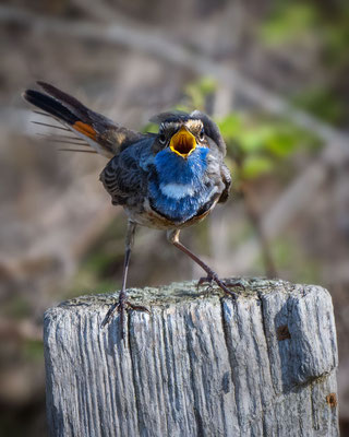 Blaukehlchen singt mit voller Kraft gegen den starken Wind an... , NI 04/26