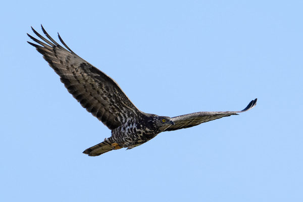 Wespenbussard, NI 06/25