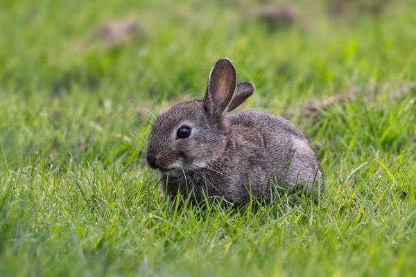 Junges Kaninchen im Stadtpark, NI 04/26