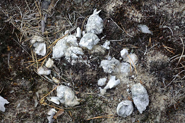 Ältere und vom Regen ausgewaschene Wolfslosung mit Haaren und Knochenstücken von Beutetieren