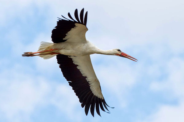 Ein Storch mit geradem Hals..., NI 03/25