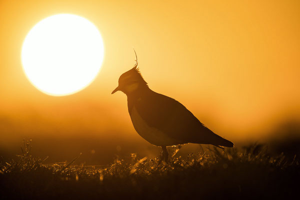 Kiebitz bei Sonnenaufgang, NI 04/26
