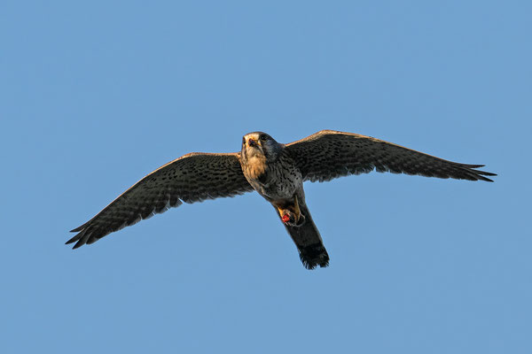 Turmfalke, NI 06/25