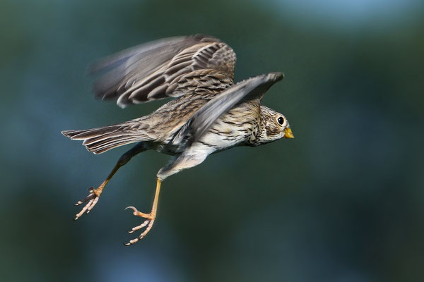 Grauammer Singflug, TH 05/24