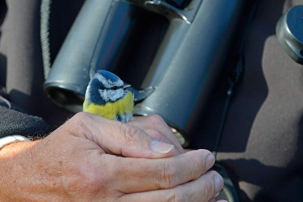 Frisch beringte Blaumeise