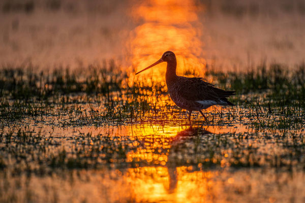 Uferschnepfe bei Sonnenaufgang, NI 03/26