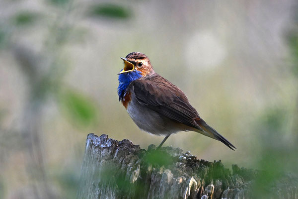 Blaukehlchen Unterart "cyanecula", NI 05/24