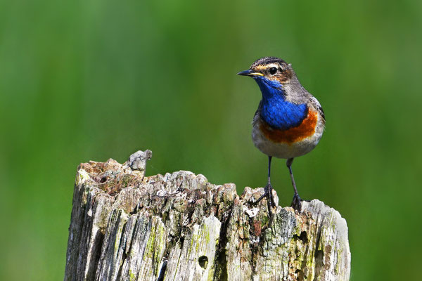 Blaukehlchen, eventuell spanische Unterart "azuricollis" - eine Seltenheit in Niedersachsen 05/24