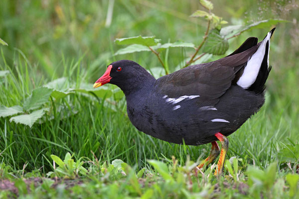 Teichhuhn, NI 06/24