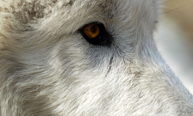 Artic Wolf
