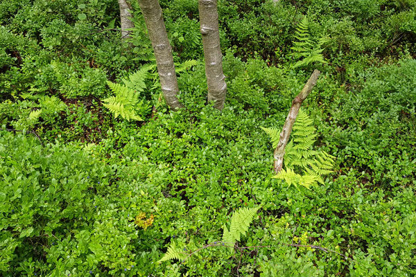 Rhön Rotes Moor