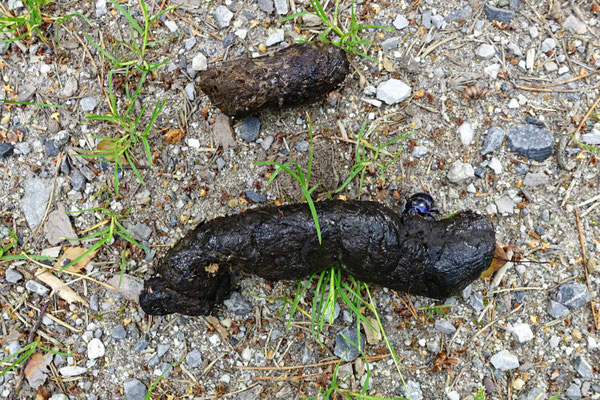 Keine Wolfshinterlassenschaft, sondern Wildschweinlosung