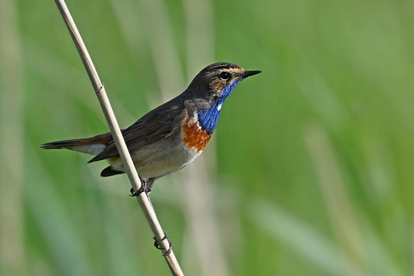 Blaukehlchen "cyanecula", NI 05/24