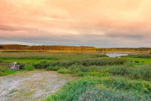Teich in unmittelbarer Nähe der Wurfhöhle/Kernzone des Reviers (Insider-Info)