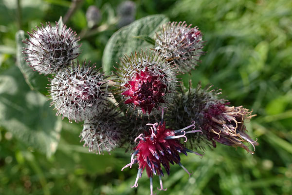 Irgendeinedistel (A)