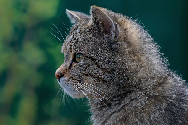 Europäische Wildkatze