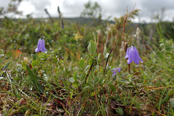 (A) Dovrefjäll