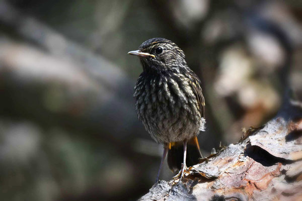 Schwarzkehlchen, immaturer Jungvogel, NI 06/24