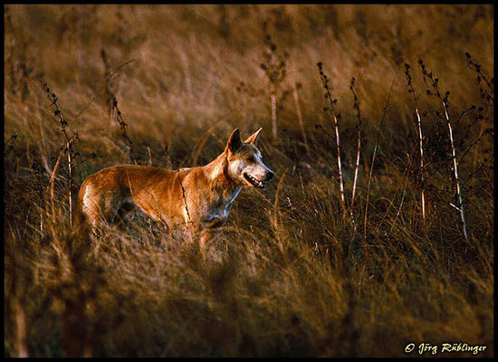 Dingo