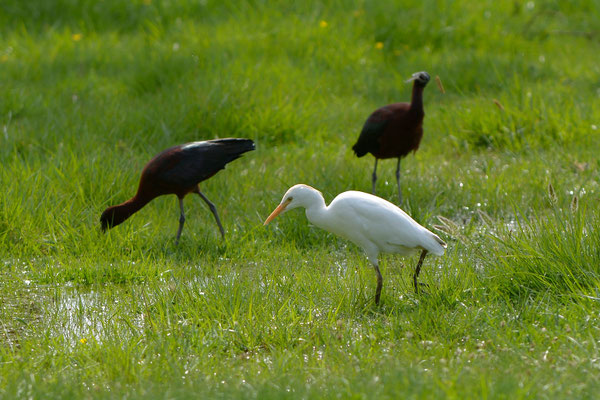 Kuhreiher und Sicheler