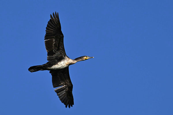 Kormoran, NI 05/24