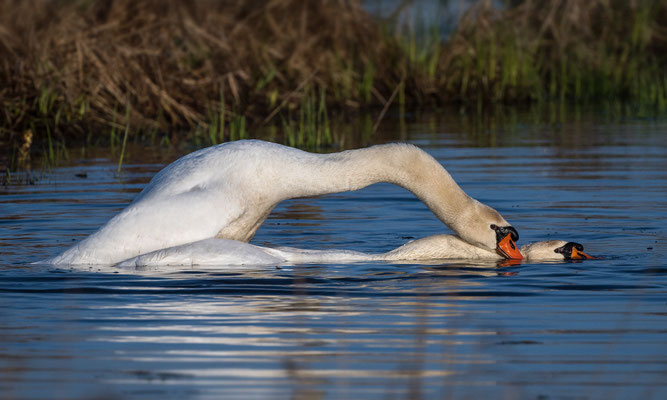 Höckerschwan Kopula, NI 04/26