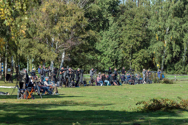 Greifvogel-Hotspot am Campingplatz in Falsterbo