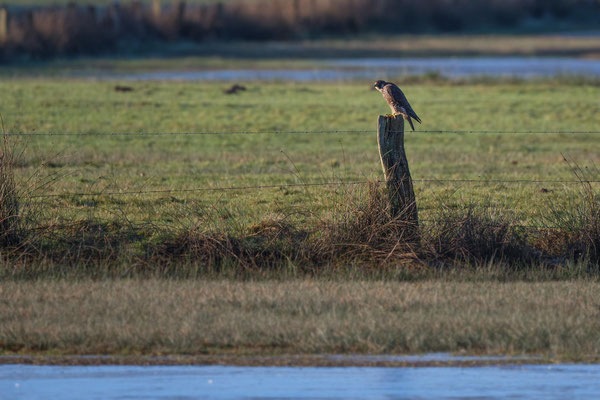 Junger Wanderfalke, NI 12/25
