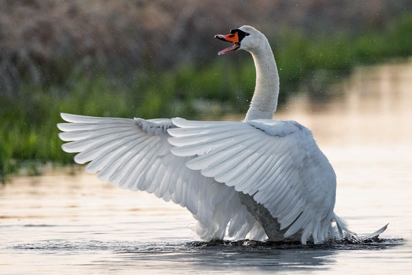Männlicher Schwan nach Begattung seiner Partnerin..., NI 04/26 